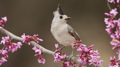 Landscapes nature black Birds Texas Black Crested Titmouse