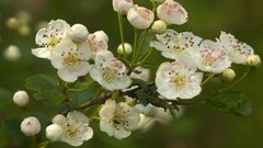 Landscapes nature bloom