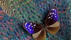 Landscapes nature blue Butterflies feathers pheasant crow