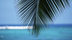 Landscapes nature blue ocean Hawaii palm leaves