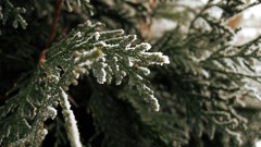 Landscapes nature branches cold ice Green Captivity