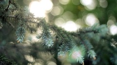 Landscapes nature branches light fir points