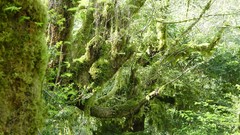 Landscapes nature branches moss Wood