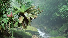 Landscapes nature Brazil national park Rainforest