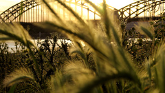 Landscapes nature Bridges