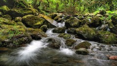 Landscapes nature brook