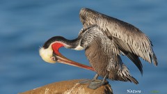 Landscapes nature brown Pelicans