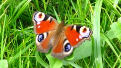 Landscapes nature Butterflies