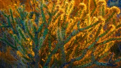 Landscapes nature cactus