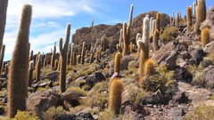 Landscapes nature cactus