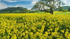 Landscapes nature California mustard