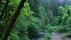 Landscapes nature California woods forests
