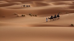 Landscapes nature Camels deserts sand dunes