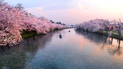 Landscapes nature cherries rivers Hirosaki Castle