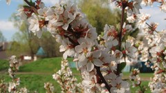 Landscapes nature cherry blossoms