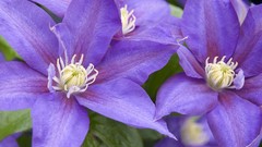 Landscapes nature clematis