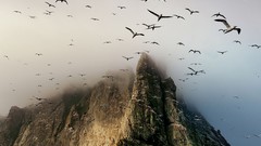 Landscapes nature clouds Birds