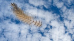 Landscapes nature clouds feathers