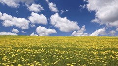 Landscapes nature clouds fields yellow flowers