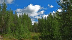 Landscapes nature clouds forests