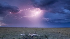 Landscapes nature clouds Lightning Africa cheetahs skyscapes