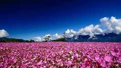 Landscapes nature clouds meadows pink flowers cosmos flower