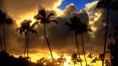 Landscapes nature clouds palm trees