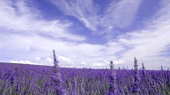 Landscapes nature clouds purple flowers lavender skylines