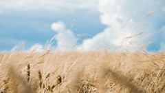 Landscapes nature clouds sky ears