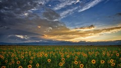 Landscapes nature clouds Sunflowers skylines