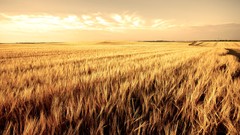 Landscapes nature clouds wheat fields