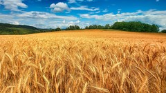 Landscapes nature clouds wheat fields