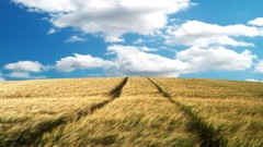 Landscapes nature clouds wheat fields skyscapes