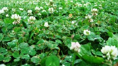 Landscapes nature clover