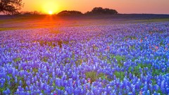 Landscapes nature country meadows Texas blue flowers Bluebonnet