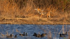Landscapes nature coyote