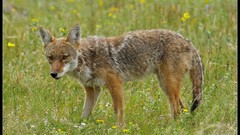 Landscapes nature coyote