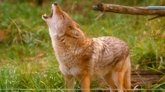 Landscapes nature coyote
