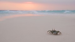 Landscapes nature crabs Beaches