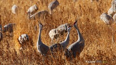 Landscapes nature Cranes