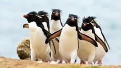 Landscapes nature crowd flock Penguins walking skies Rockhopper 