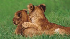 Landscapes nature cubs Kenya mara