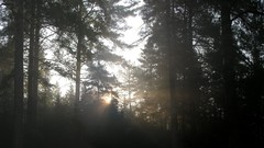 Landscapes nature dark sunlight forests