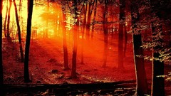 Landscapes nature dawn forests