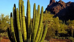 Landscapes nature deserts Plants