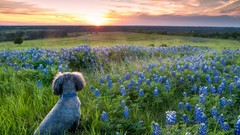 Landscapes nature Dogs