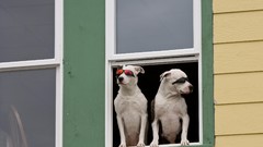 Landscapes nature Dogs Alaska window sunglasses