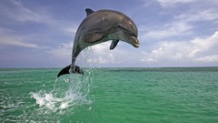 Landscapes nature Dolphins