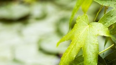 Landscapes nature drops Green leaf