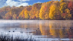 Landscapes nature Ducks lakes